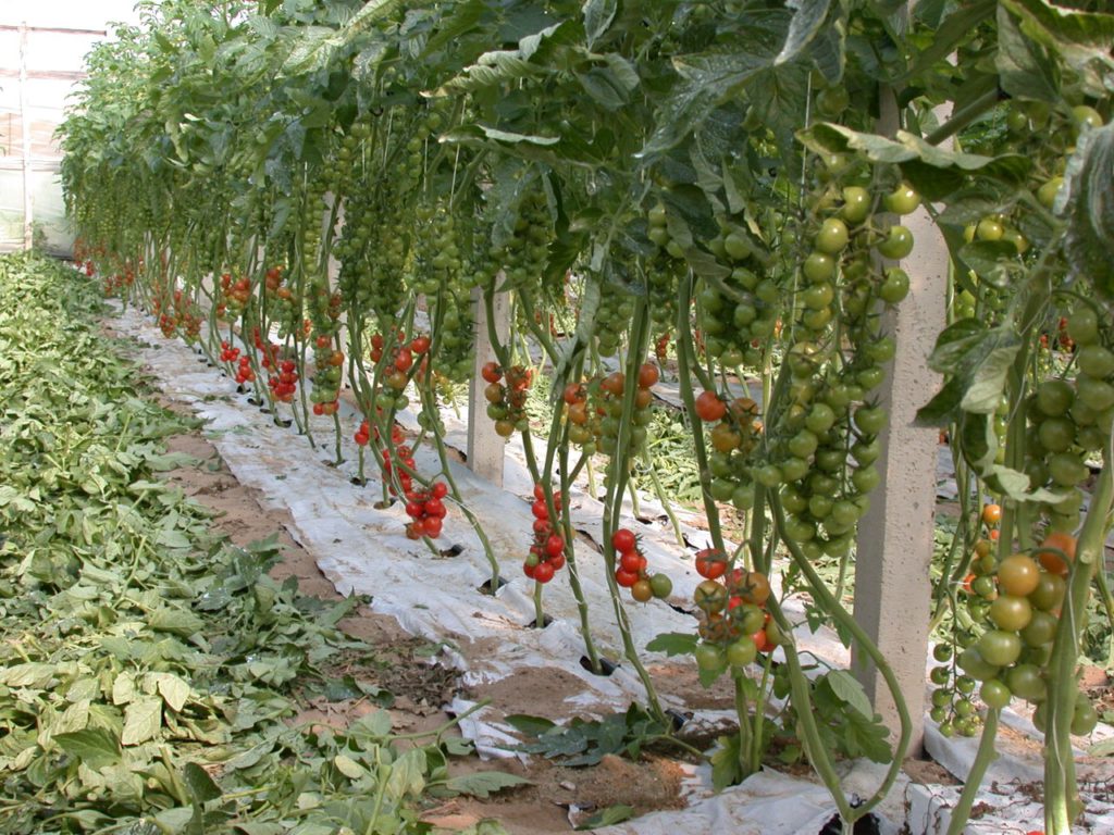 Orto-frutta biologica, tra potenzialità e criticità: l’evento Unict