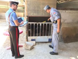 Canile Palermo sovraffollato