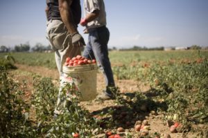 Caporalato in agricoltura, la Sicilia in prima linea nella lotta all'illegalità per lo sfruttamento...