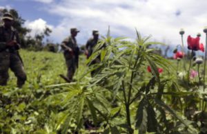 Narcos colombiani della droga in affari tra Sicilia, Calabria e Campania. In esecuzione di un...