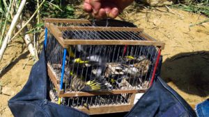 Ad una settimana dall'intervento dei carabinieri che ha portato al sequestro di 254 uccelli protetti...