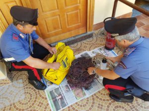 Furto di rame. I carabinieri della Stazione di Altofonte hanno arrestato Antonino Riggio, 42 anni...