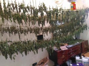 Coltivazione di droga, furto di luce e munizioni senza permesso. A Partinico la polizia ha arrestato...