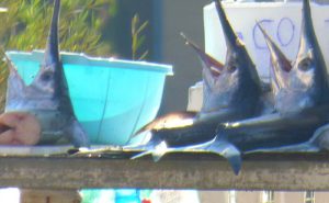 "Domenica a Palermo, tra la vie Giovanni Naso e Nino Martoglio, a Ballarò, sono stati esposti...