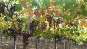 Stato di calamità provincia di Ragusa