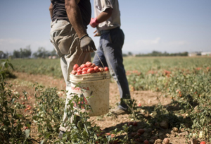 arrestato operaio forestale
