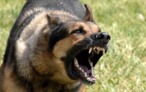 Fattorino muore a Siracusa