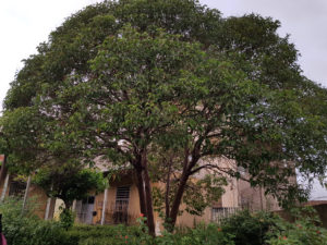 Due nuovi spazi verdi per Catania