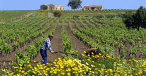 crisi agricola sicilia