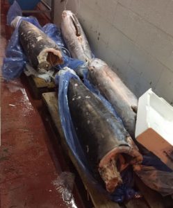 sequestrata attività abusiva vendita pesce