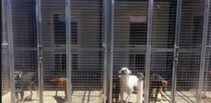 Progetto adozioni cani randagi