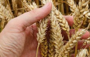 Grani antichi siciliani