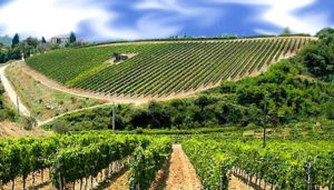 Ristrutturazione dei vigneti