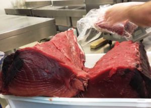 Ripartizione quote tonno rosso