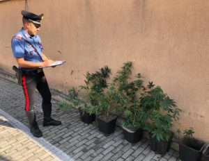 Piantagione di marijuana