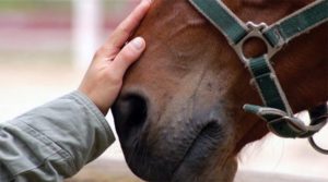 Progetto di Pet-Teraphy