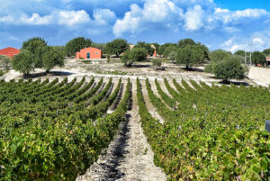 Aziende vinicole siciliane