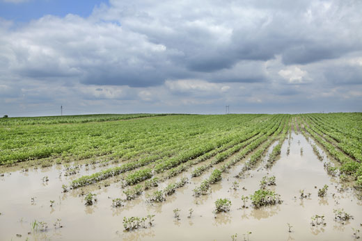 Agricoltura, deroga alla rotazione delle colture. Sammartino: “Sosteniamo il settore per fronteggiare il caldo anomalo”