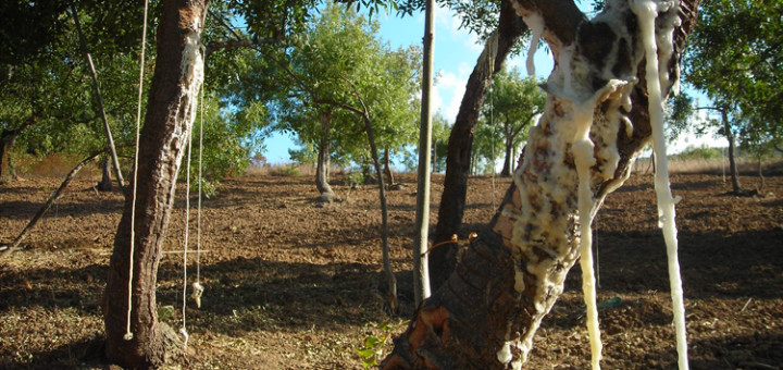 Manna madonita, valorizzare il prodotto e promuovere il territorio