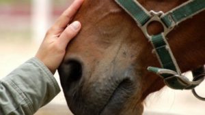 Ippoterapia e pet terapy