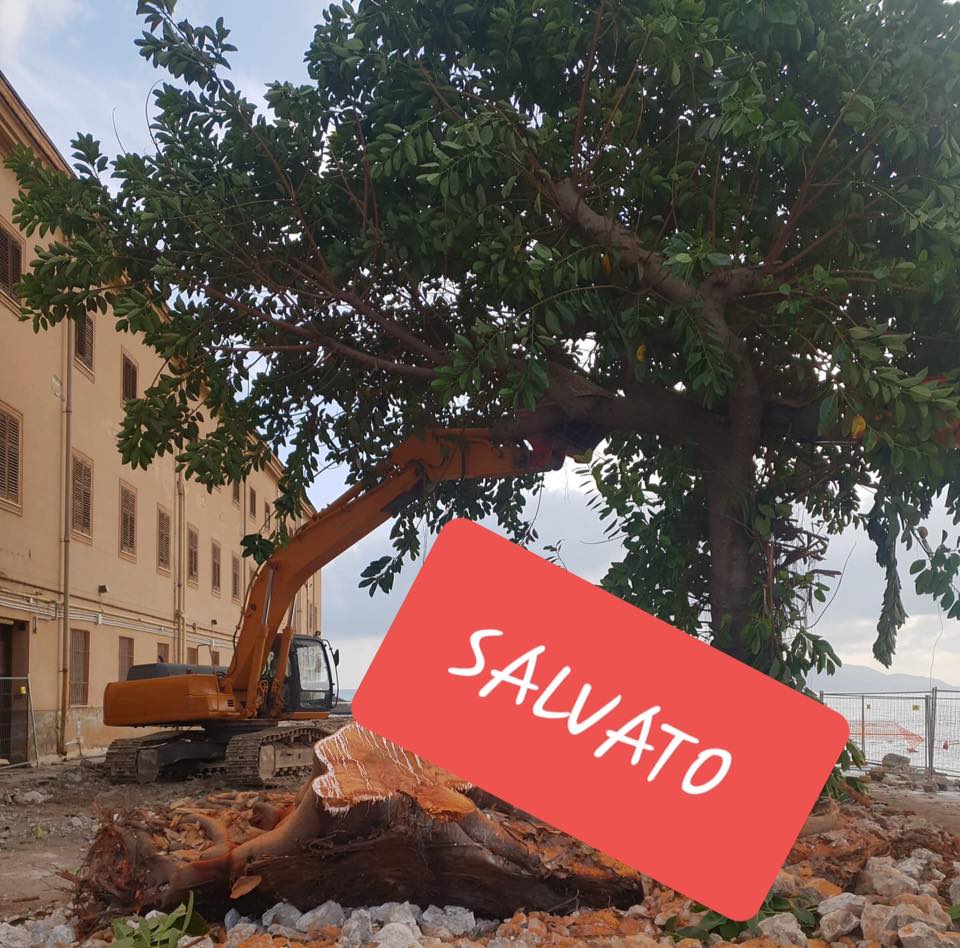 Salvi gli alberi di Sant’Erasmo grazie ad ambientalisti e Comune
