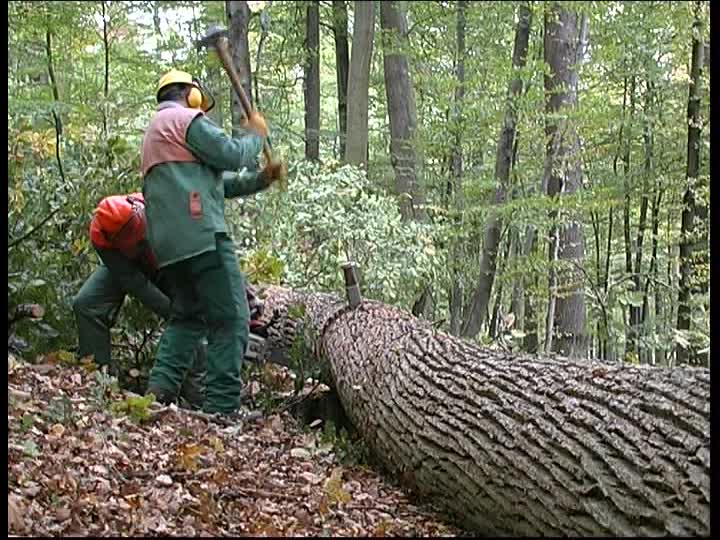 Tagli Finanziaria, lunedì i Forestali scendono in piazza a Palermo