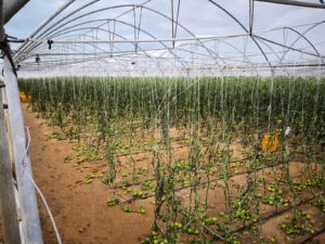 Agricoltura in ginocchio