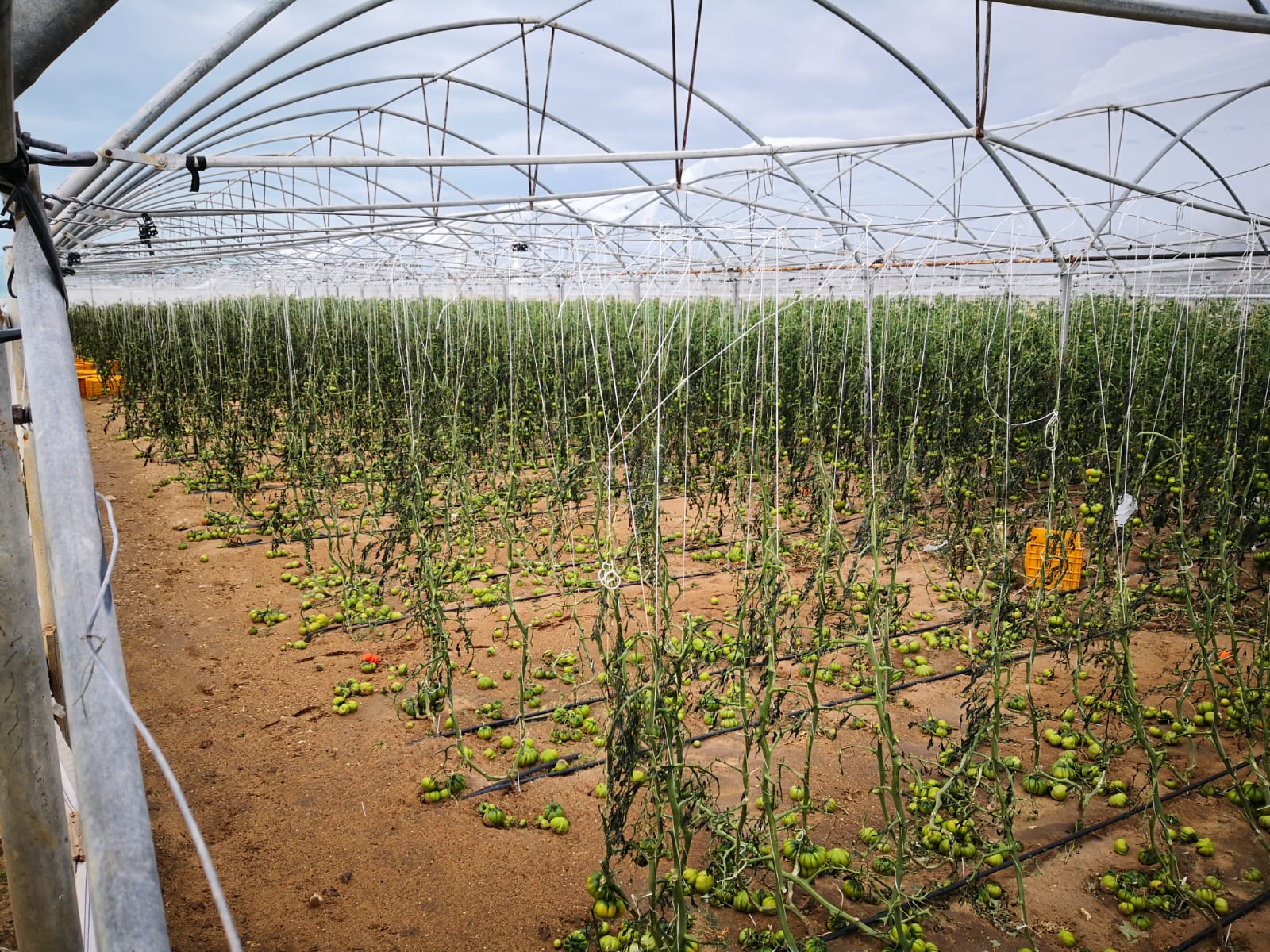 Agricoltura in ginocchio in Sicilia, colpa del vento e freddo siberiani