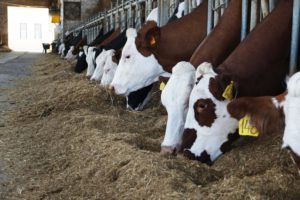 Controlli Zootecnia Sicilia