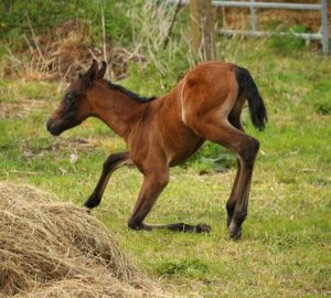 Puledro sbranato da cani