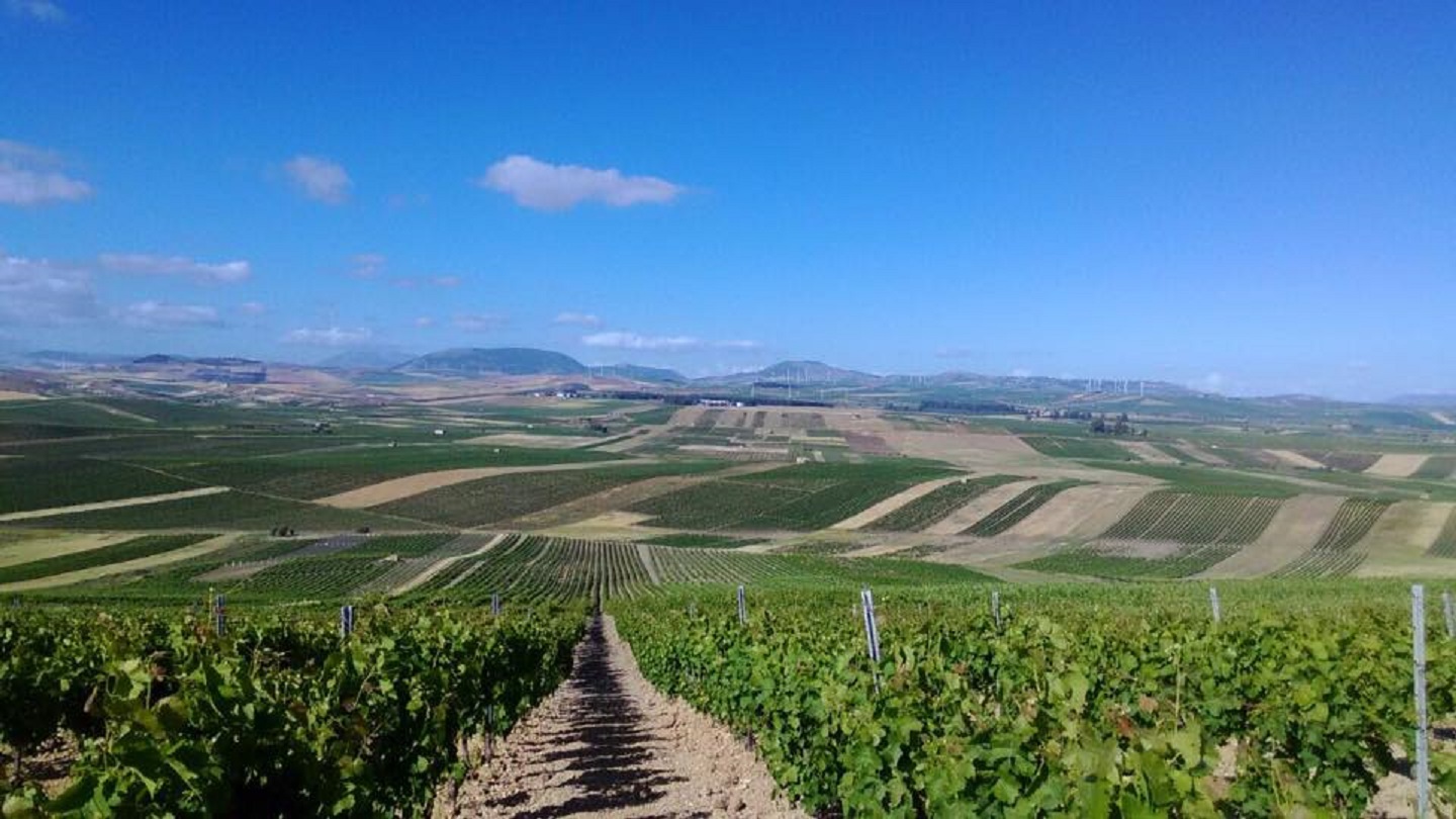 Vino da tavola siciliano, prezzi in picchiata del 50%: crisi nera