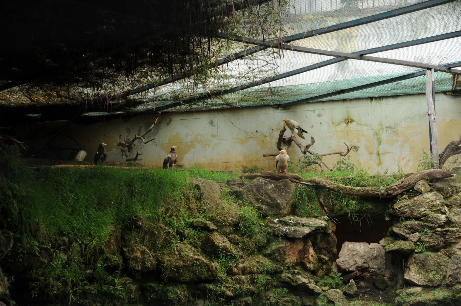 Attesa nascita di due avvoltoi a Villa D’Orleans: bloccati i lavori