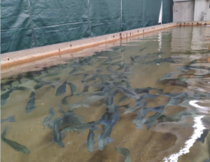 Azienda itticoltura di Pachino