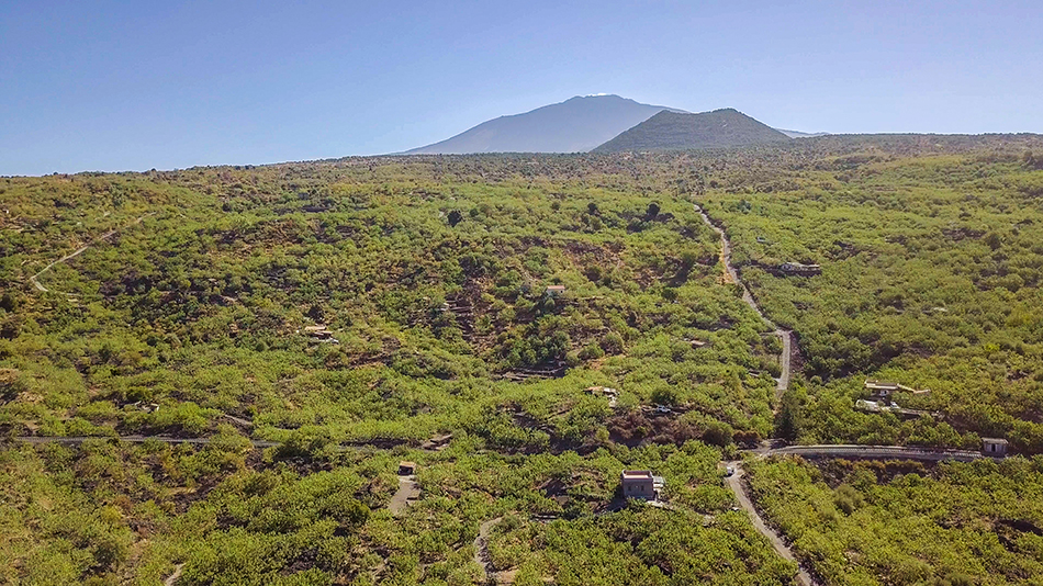 Pistacchio devastato dal vento e dalla grandine: perdite del 70%