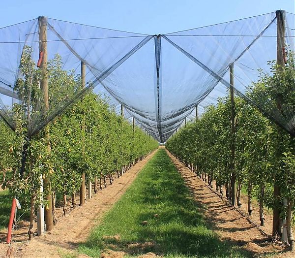 Cresce il mercato assicurativo agricolo in Italia