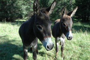 Asini panteschi rischio estinzione