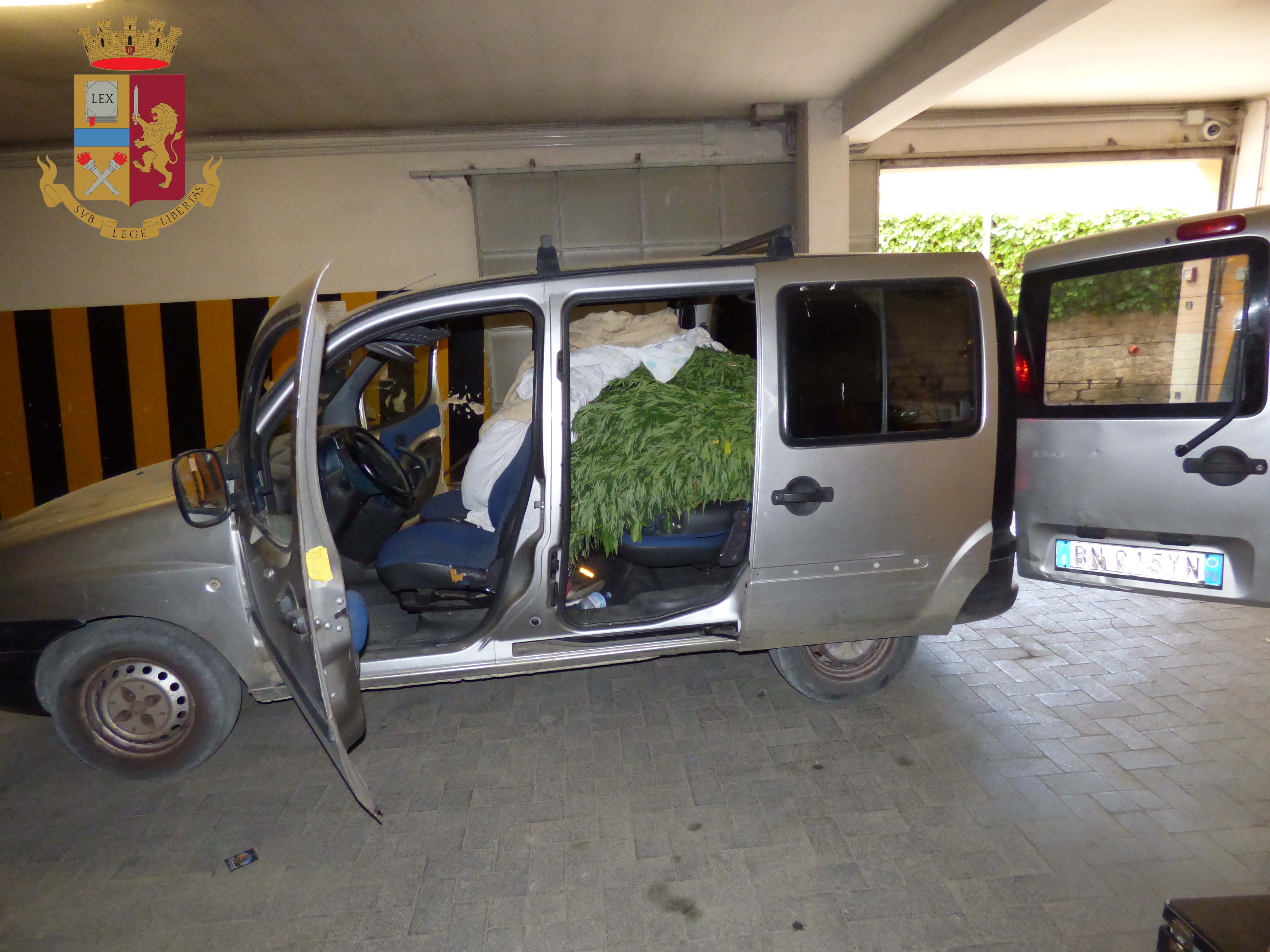 Piazza Armerina, arrestato mentre trasportava 1700 piante di marijuana