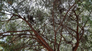 WWF Sicilia Nord Occidentale tiene a precisare, relativamente a notizie stampa su previsti tagli...