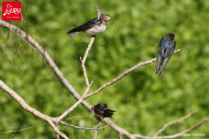 Birdwatching estivo al fiume Oreto