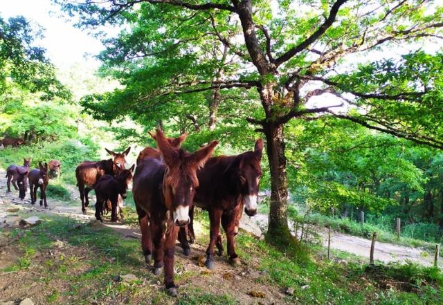 Pascolo degli asini di “Legalità di razza” sui Nebrodi: il progetto