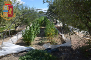 Piantagione di marijuana nell'agrigentino. La Polizia di Stato ha arrestato ieri una coppia di...