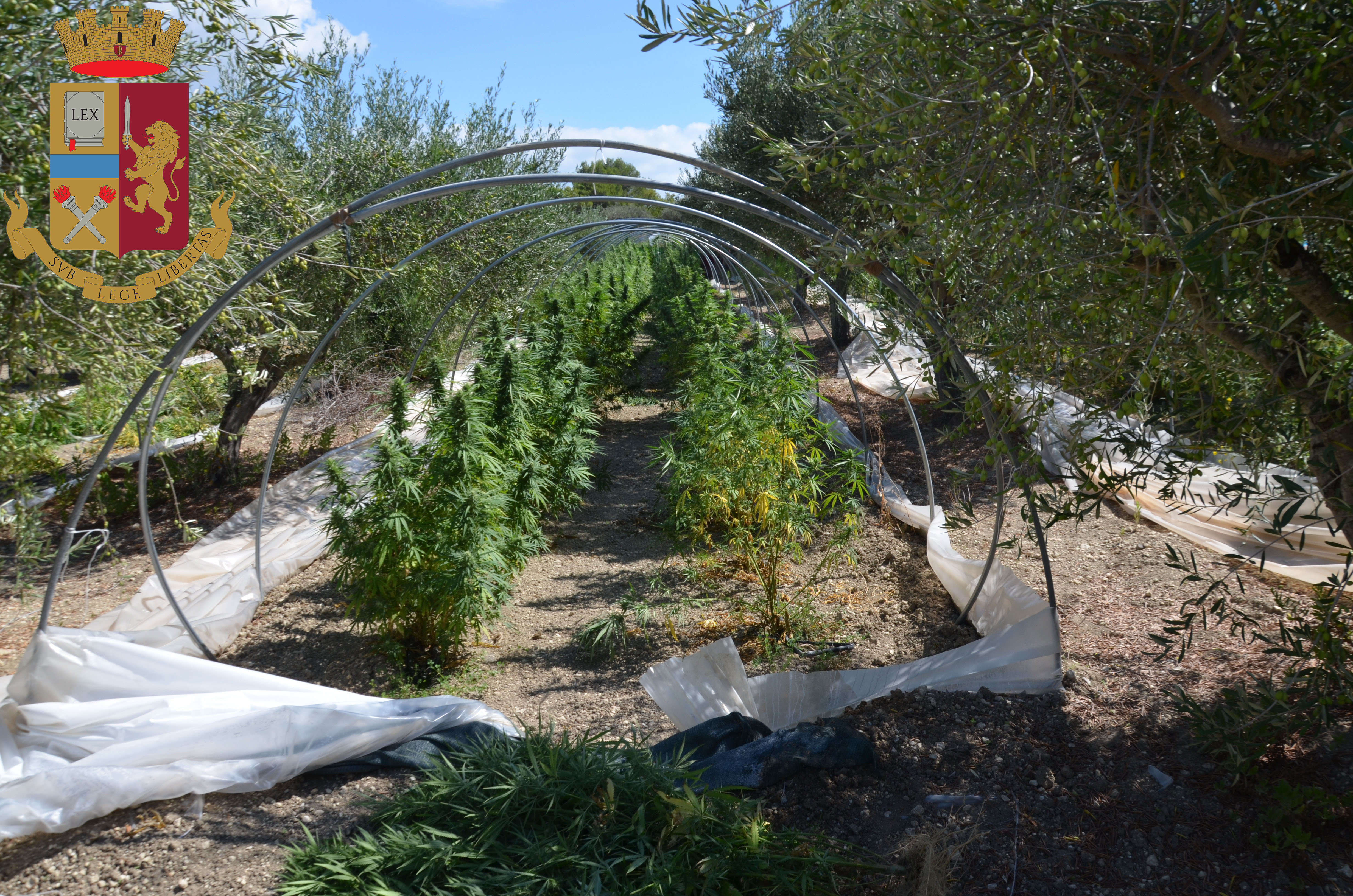 Piantagione di marijuana nell’agrigentino: arrestati due coniugi