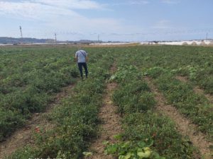 Basta plastica a Licata.  “Il pomodoro Buttiglieddru è tornato nella piana di Licata. Dopo circa 35...