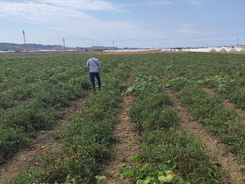 Basta plastica a Licata, pomodoro buttiglieddru coltivato in pieno campo