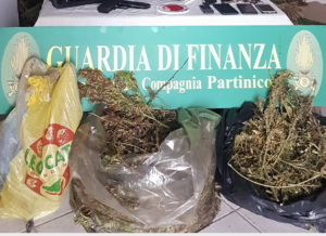 Sequestrata piantagione di canapa indiana. Nell’ambito della costante attività istituzionale di...