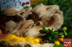 13esima edizione Funghi Fest