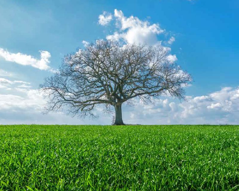 Per Bankitalia emissioni CO2 in calo dal 2010