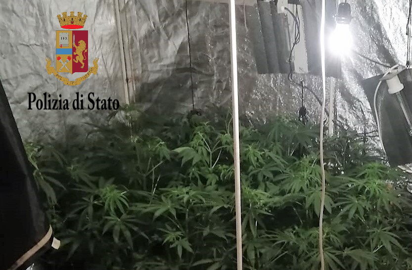 Serra di marijuana in casa: arrestato 45enne per droga e furto di energia elettrica