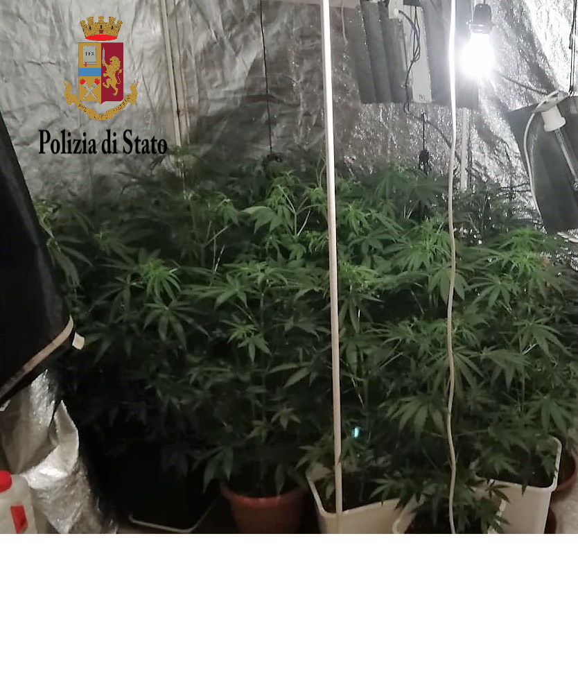 Scoperte due coltivazioni indoor di marijuana a Brancaccio