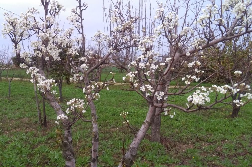 Natale con temperature anomale, Coldiretti: “Alberi già in fiore”